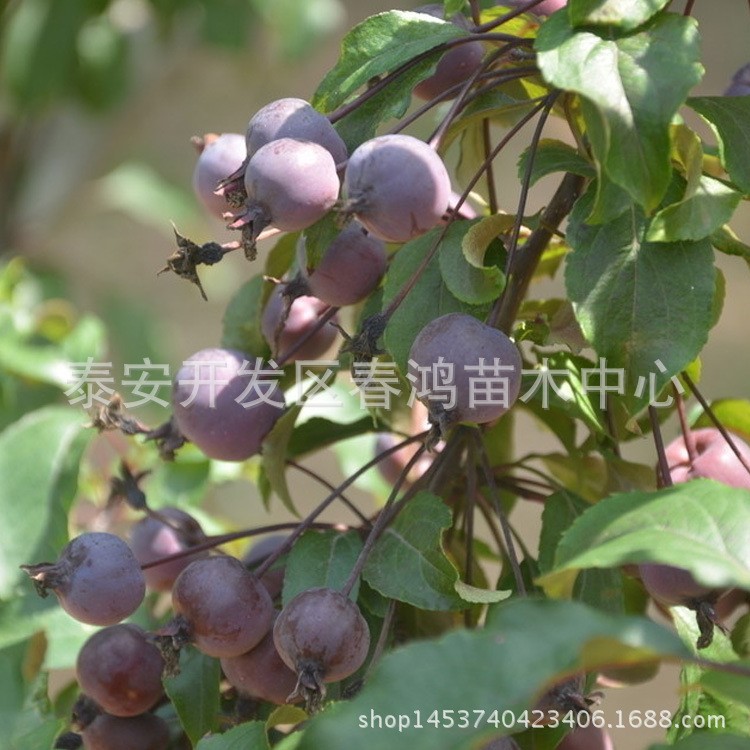 长期供应紫叶李 绿化苗木 工程苗木行道树 彩色植物观赏