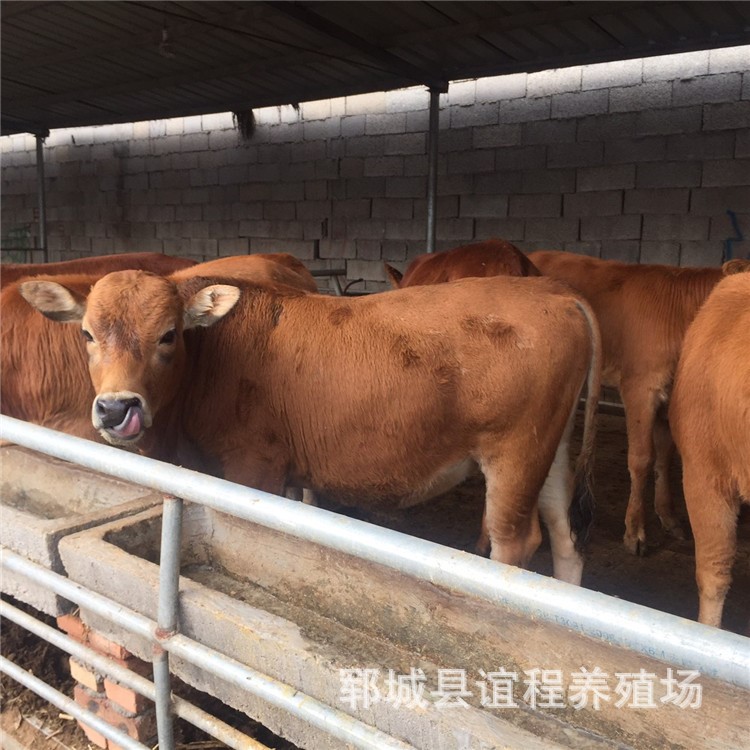 养牛 黄牛 鲁西南黄牛养殖场 肉牛犊 鲁西黄牛 小牛犊价格