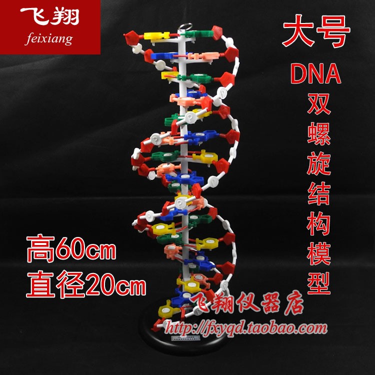 DNA结构模型 大号 DNA双螺旋结构模型 高中生物实验器材 教学仪器