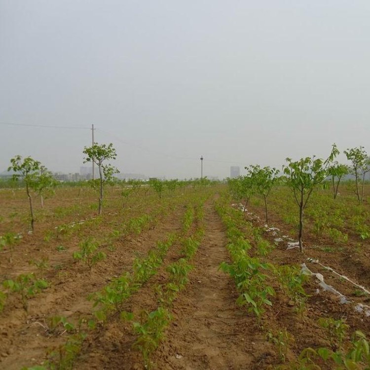 基地批发嫁接香玲核桃树苗 丰辉核桃苗 清香薄壳核桃苗