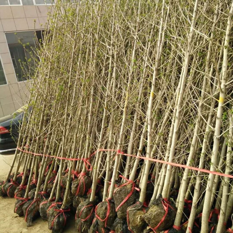 占地拆迁银杏树苗 银杏小苗 白果苗银杏苗庭院植物行道绿化苗