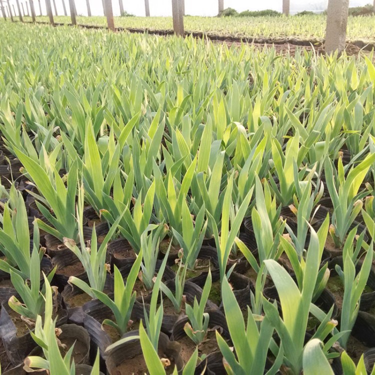 供应蓝花鸢尾 护坡花卉地栽鸢尾小苗  杯栽老鸢尾