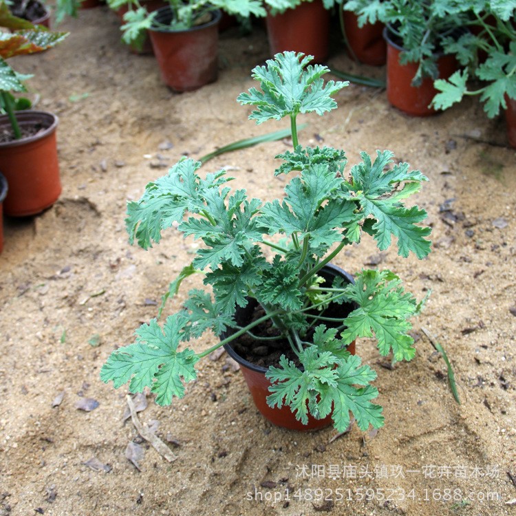 批发夏季驱蚊草 环保植物 驱蚊香草 盆栽植物 夏日驱蚊草盆栽