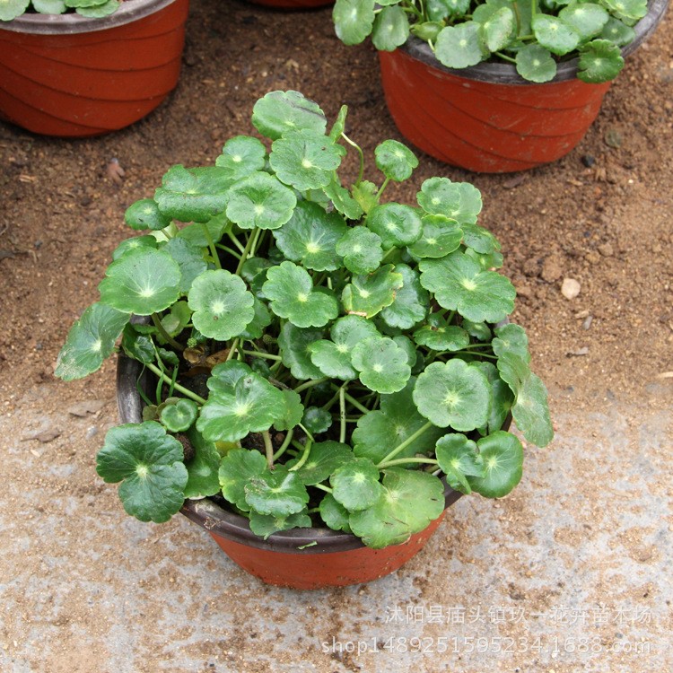 基地供应铜钱草 室内绿植水培植物盆栽 水体绿化铜钱草批发