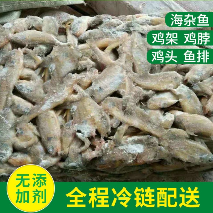 厂家供应现货藏獒 水貂狐狸蛇特养饲料冷冻脱毛小鸡冷冻海杂鱼