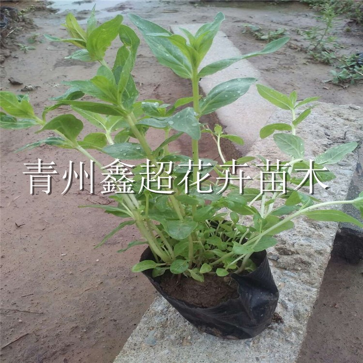 挺水花卉千屈菜 湿地绿化千屈菜小苗 宿根花卉基地直供