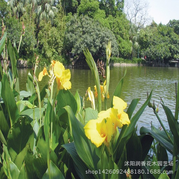 厂家直销绿化黄美人蕉苗 多种花色水生美人蕉 大花美人蕉种球花卉