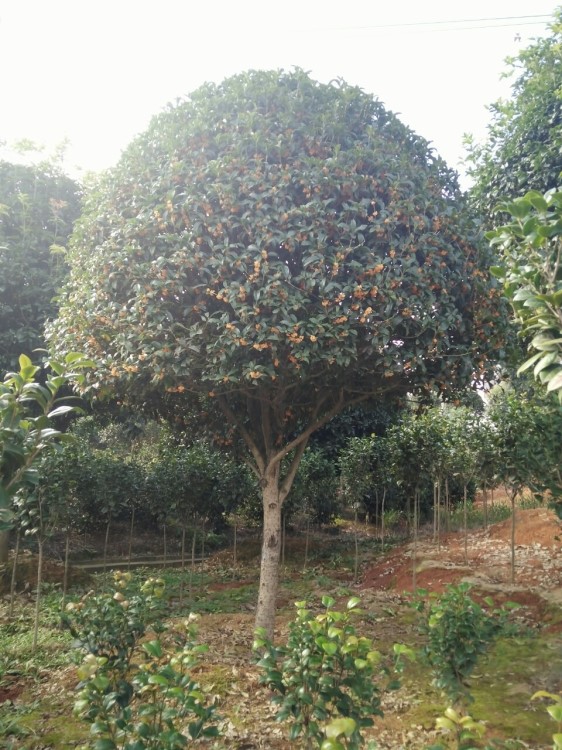 供应高杆桂花树 金银桂 月桂 四季桂 绿化 桂花树基地直供