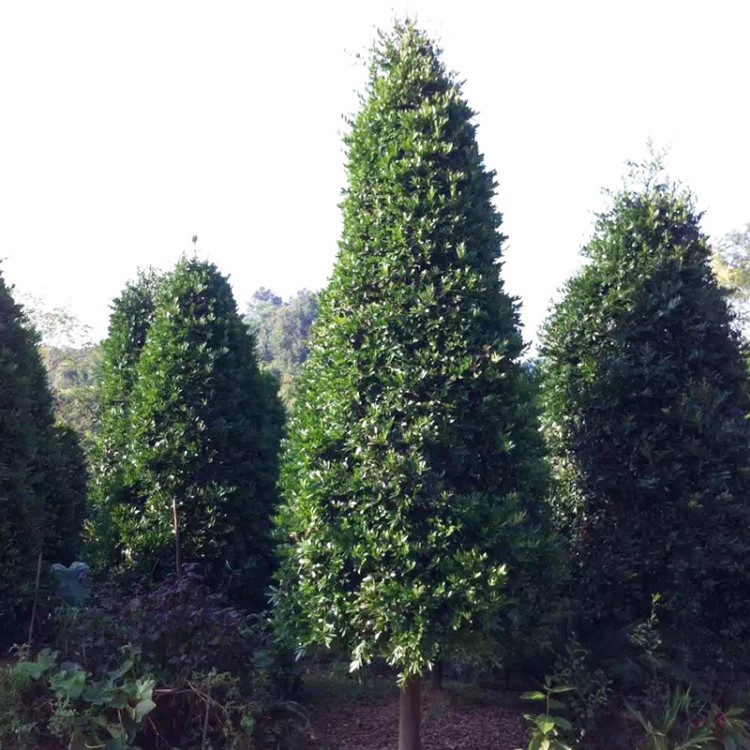 基地直供竹柏 珍贵树种绿化苗木锥形竹柏树 四季常青绿化工程苗木