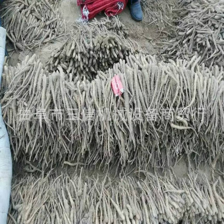 生产鱼腥草挖药机 地黄收获机参数 直销南星收获机规格