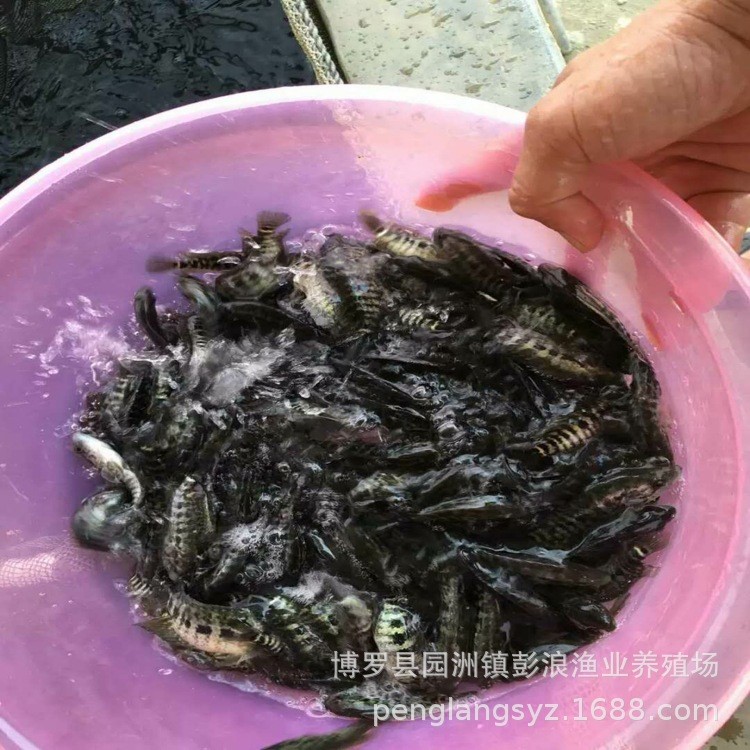 大量供应淡水石斑鱼 石斑苗 鱼苗批发销售 空运各种鱼苗