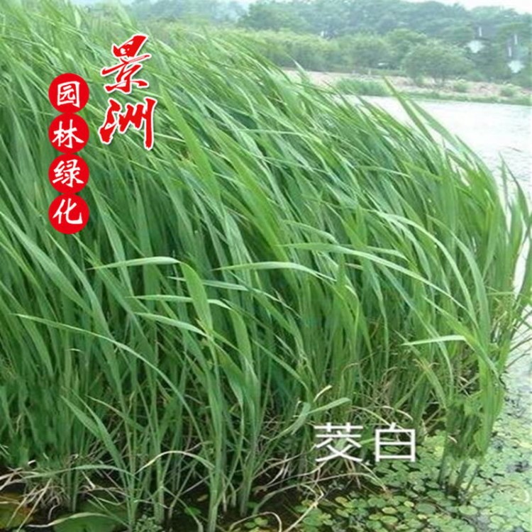 园林种苗水葱 水生植物水葱价格  水生植物基地大量供应