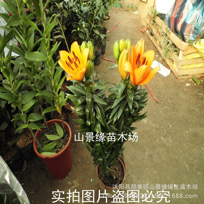 盆栽花卉多肉植物香水百合花苗 带芽百合种球盆栽百合花苗