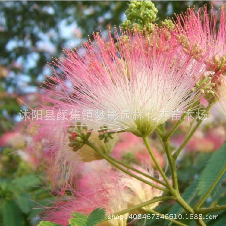 合欢花苗批发合欢树苗批发 工程绿化植物庭院观花 规格