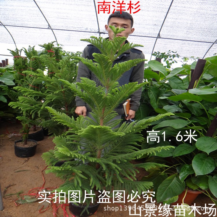 阳台绿植迷你植物 南洋杉 盆栽  南洋杉 树苗