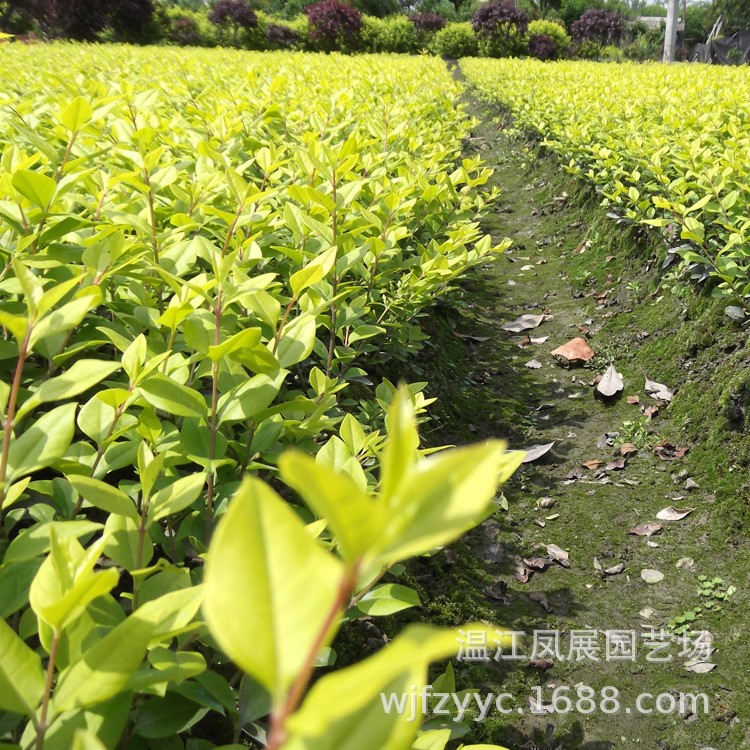 苗圃直供四川成都彩叶地被绿化灌木爆款批发金叶女贞 金叶女贞苗