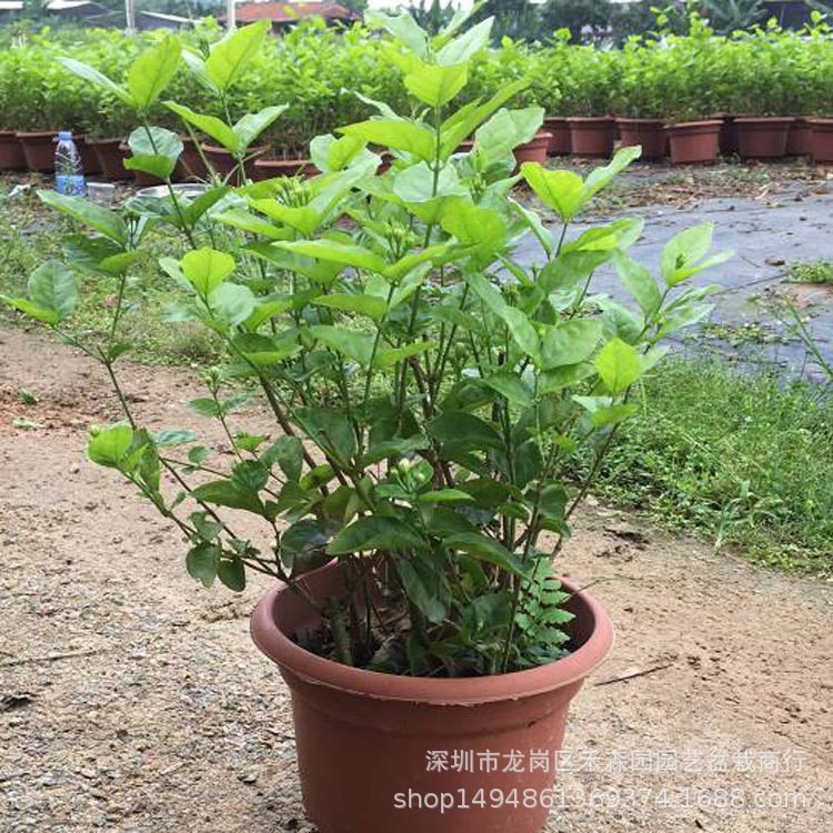 基地批发大茉莉花室内观花植物双色茉莉芳香植物四季常青盆栽花卉