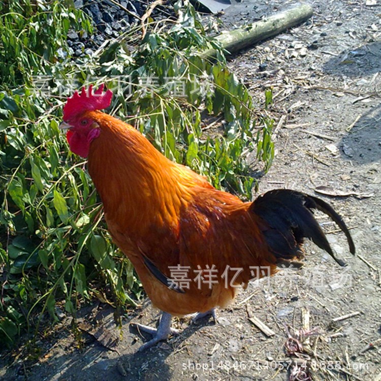 笨鸡鸡苗种蛋 青脚土鸡鸡苗山东临沂草鸡鸡苗钱