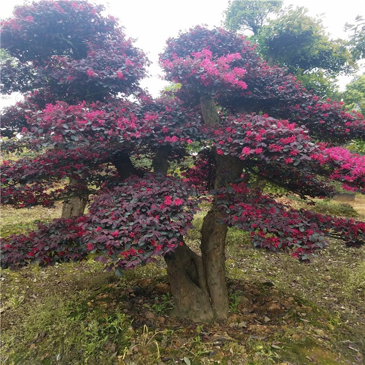 苗圃基地直销造型红花继木景观树 红继木造型树桩古桩量大优惠