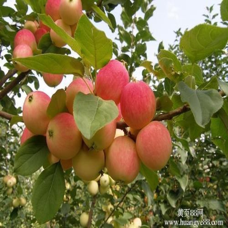 浙江供应嫁接美八苹果树苗 庭院植物果树  多种水果苗