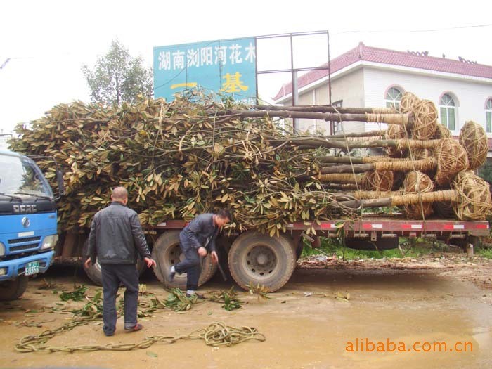 【供应】广玉兰6 7 8 9 10cm 紫玉兰 红花玉兰 乐昌含笑