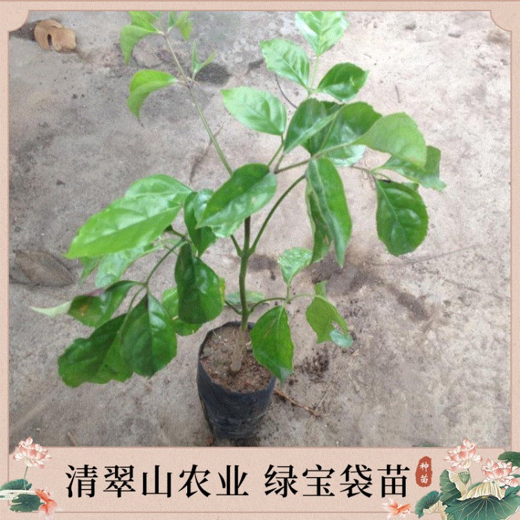 苗圃直供绿宝苗盆栽花卉室内常绿阳台家庭园艺绿植净化空气