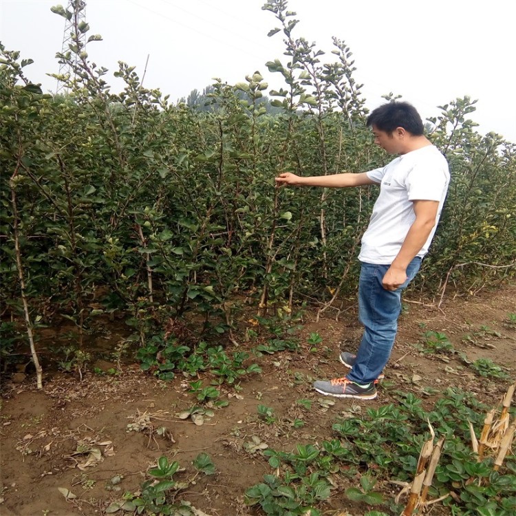 批发供应新品种山楂苗/里出售嫁接山楂苗/山西山楂苗繁育基地