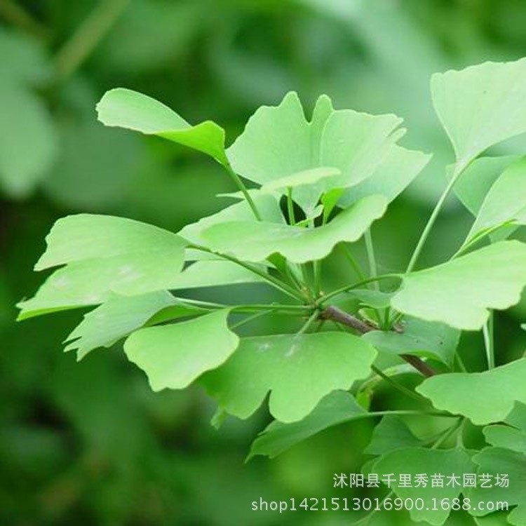 批发银杏树-银杏树苗-银杏小苗-白果树苗-自产自销银杏苗