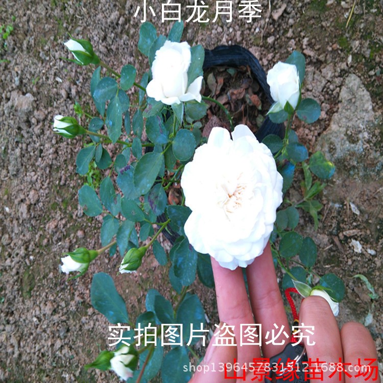 大花品种月季 小白龙多花 花心梅花对卷状