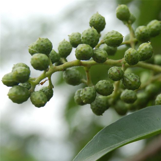 规格的花椒树现货批发 山东兴鑫苗圃基地常年批发 质优价廉