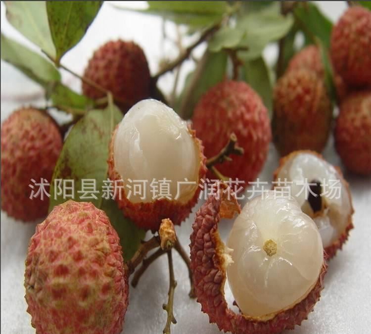 无核 荔枝苗 果树苗 妃子笑荔枝苗 盆栽 荔枝树苗 嫁接苗当年结果