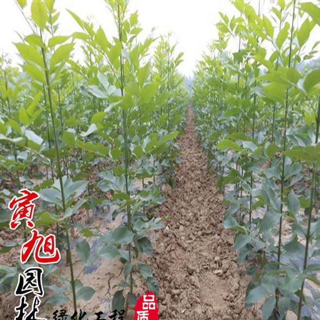 速生白蜡小苗直销 规格 白蜡树苗 白蜡树苗价格 工程绿化苗