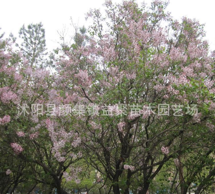 低价批发 丁香花苗 庭院绿化植物 丁香花树苗 观花植物 规格