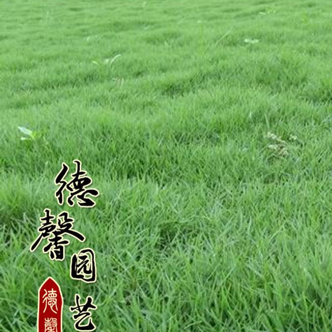 基地直销 果岭草 绿化草坪 天堂草草坪价格  量大优惠  耐践踏