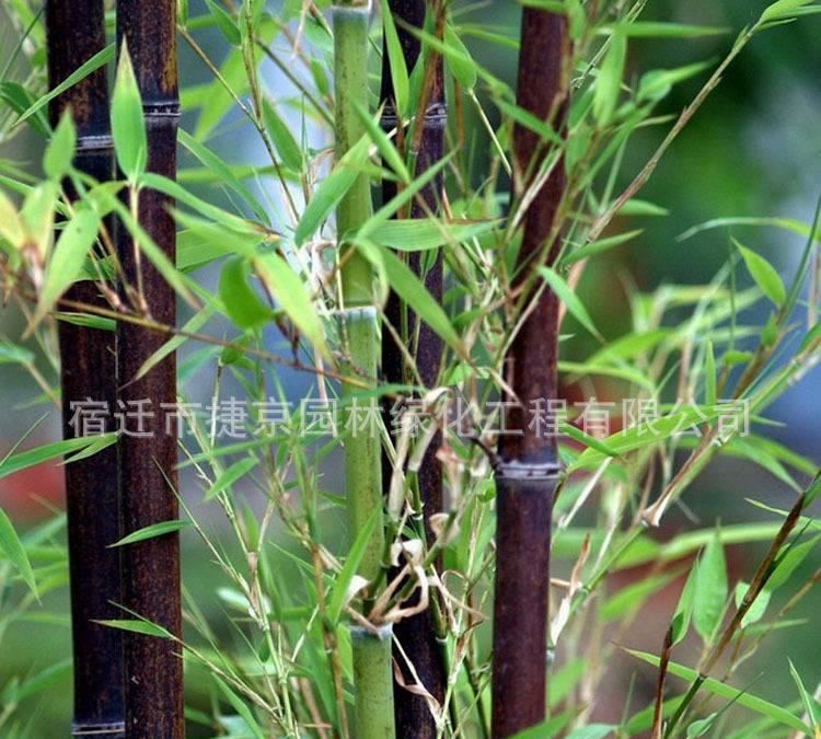 庭院观赏绿化植物 批发紫竹苗青竹苗毛竹苗庭院绿化彩色竹子