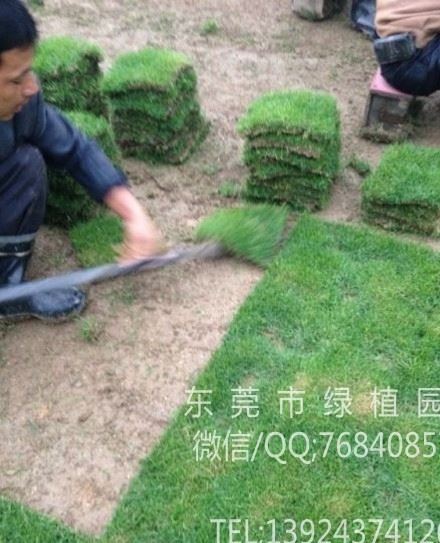 供应绿化草坪 东莞园林草坪 东莞绿化草皮 植物租摆