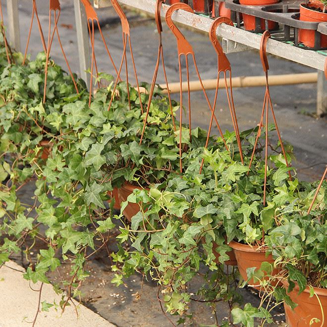 基地直销 藤本植物 常青藤苗 工程绿化苗 藤本植物 常青