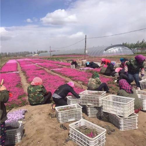 大量批发 宿根花卉 丛生福禄考 宿根福禄考 规格