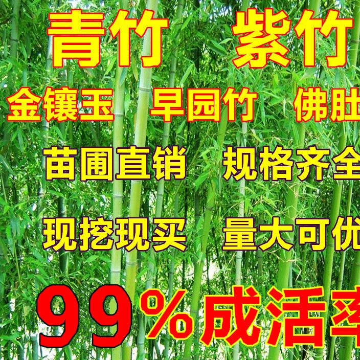 盆栽观赏植物 庭院竹子苗 紫竹苗青竹苗金镶玉竹子苗佛肚竹 批发