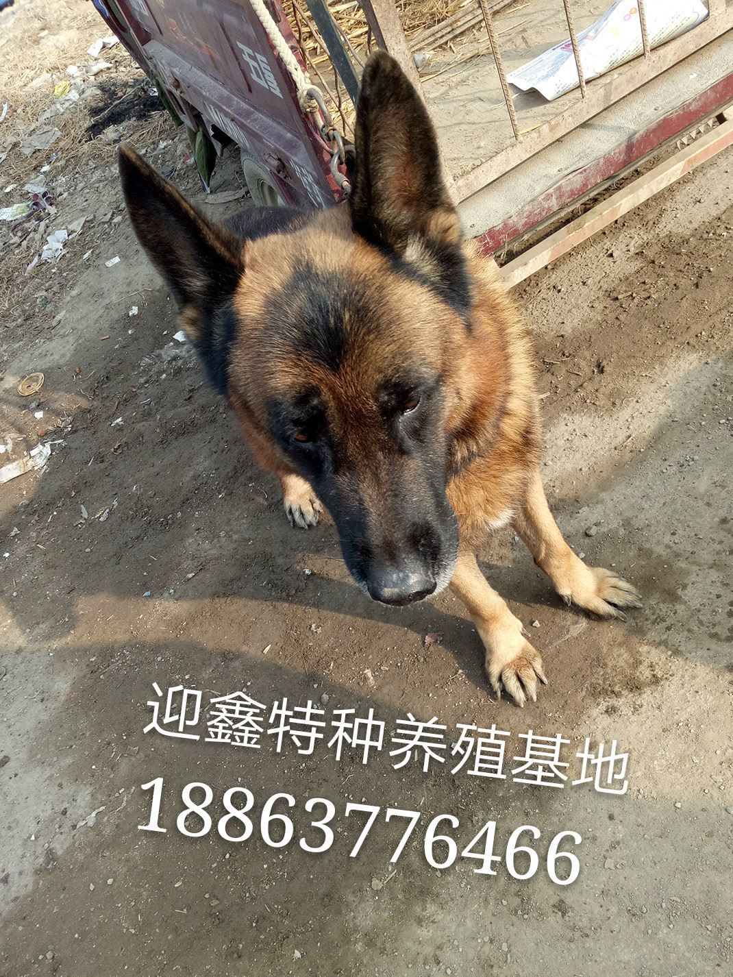 常年出售 边境牧羊犬 边牧幼崽 血统边牧犬 边牧