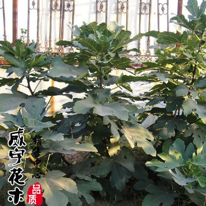 无花果树苗 品种 大量出售无花果苗 品种质量