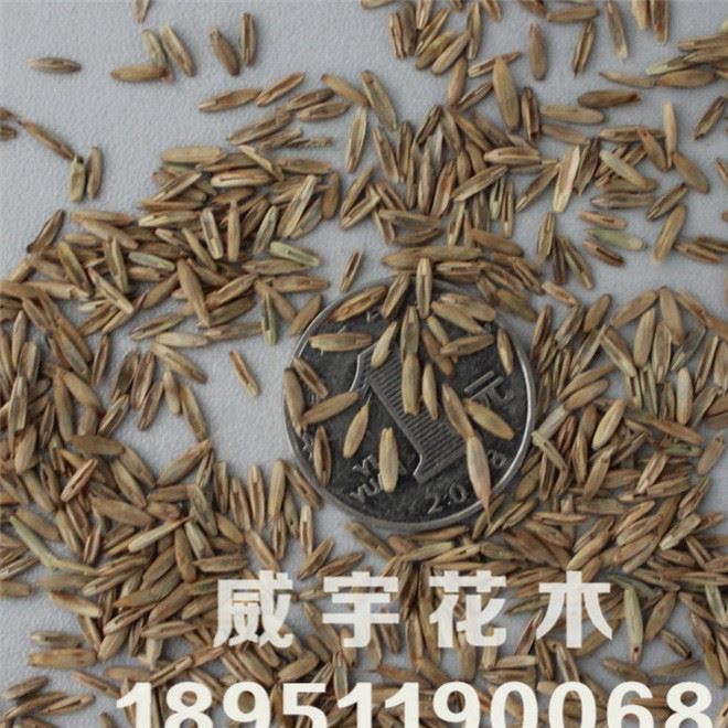 批发四季青草种 高羊茅草籽 耐践踏 护坡型 四季可播种 品种全