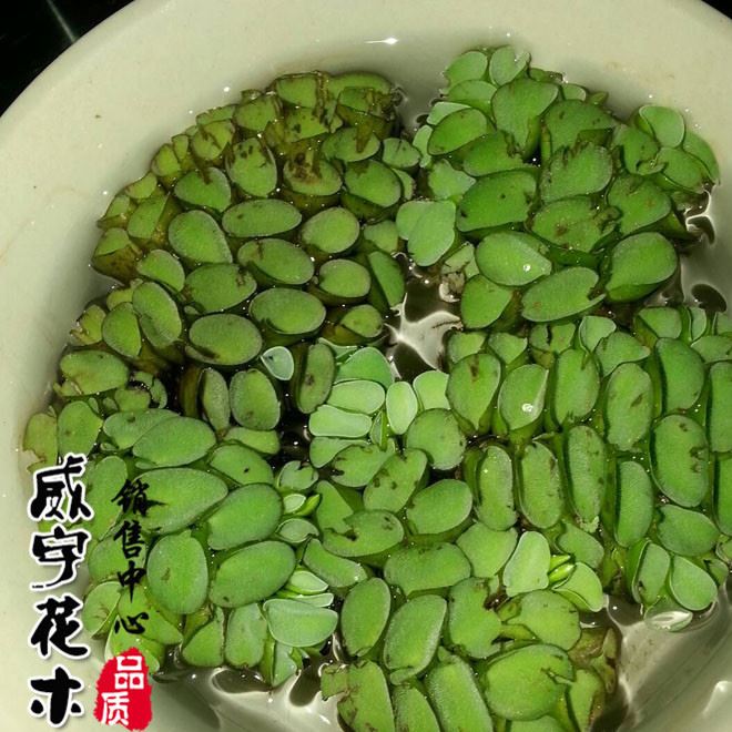 批发水生植物 槐叶萍 水生花卉漂浮植物 水面绿化污水 活体水草