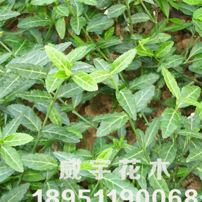 批发庭院爬藤植物小叶扶芳藤  大叶扶芳藤苗木基地可盆栽花卉