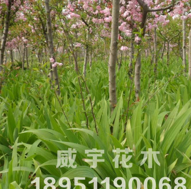 供应各种工程绿化  基地直销 水生植物鸢尾  量大优惠