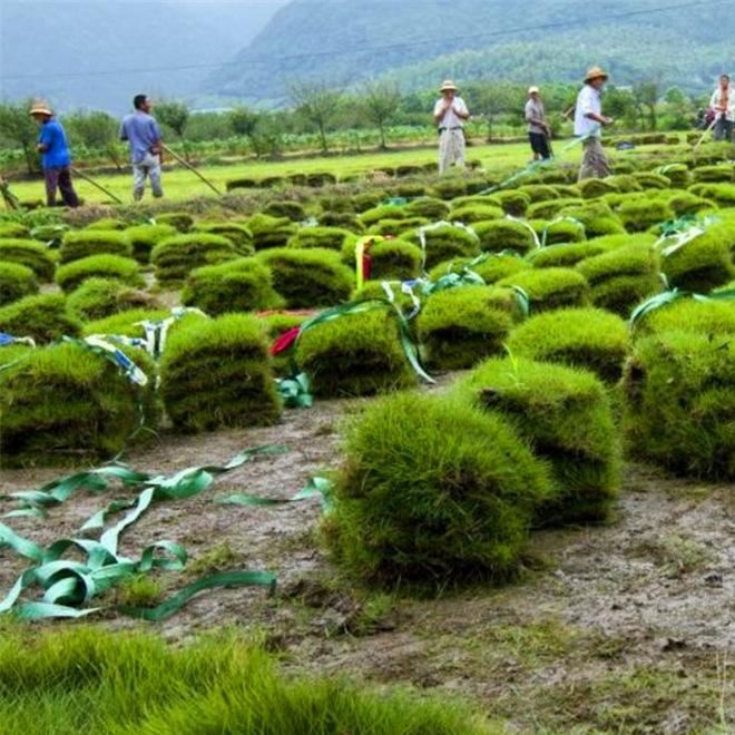 批发草坪草皮 四季青草坪 基地直销 耐践踏 四季青草皮 量大优惠