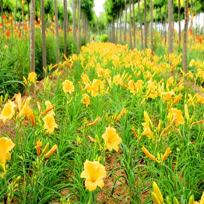 庭院阳台植物 大花萱草种根 易活可盆栽阳台种植 基地批发