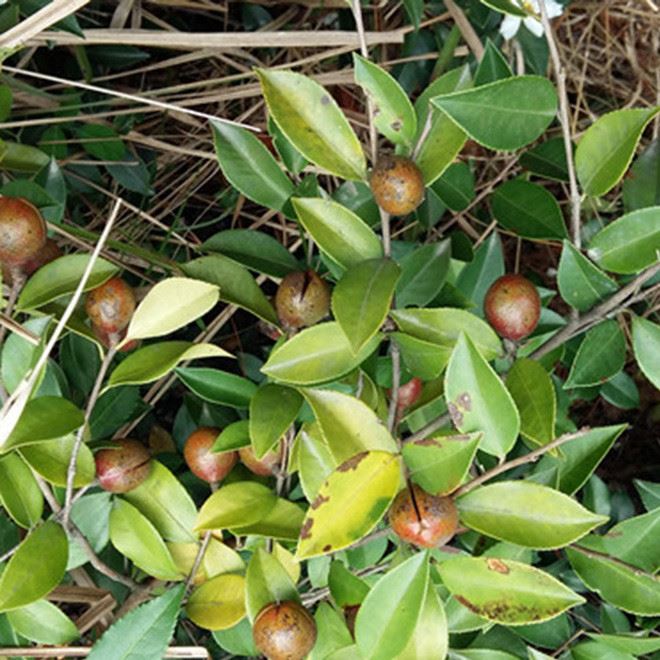 深山沟野生茶树自采自榨 有机山茶油