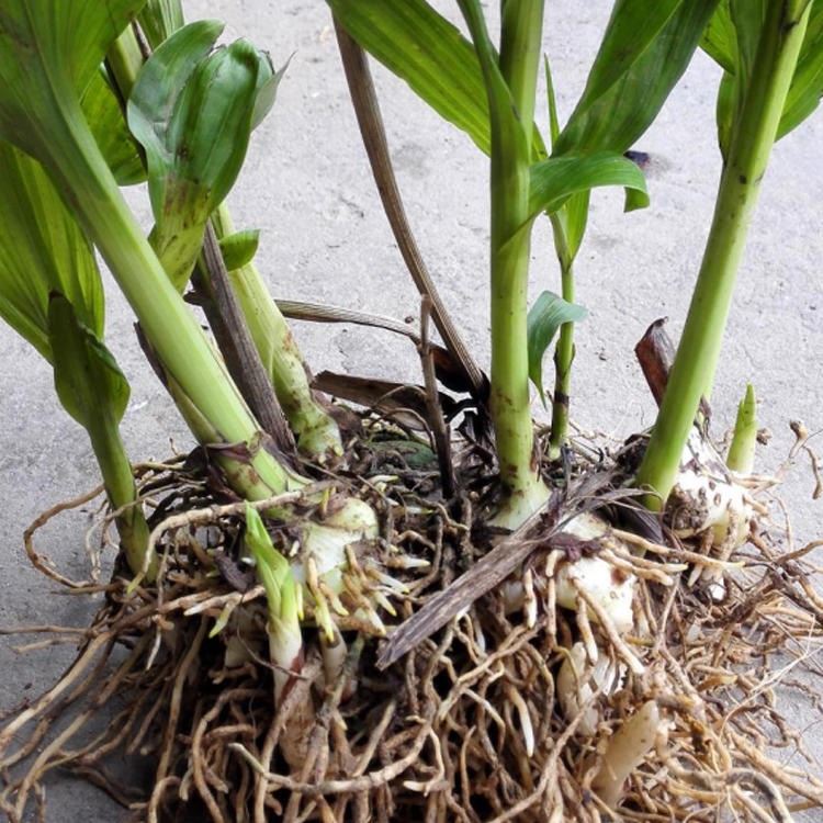 罗平白及苗 云南紫花三叉大白芨 白及苗基地直供 白芨种植 现挖现发 品质