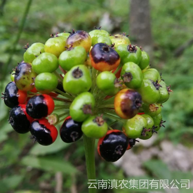 金平竹节参苗 大量供应竹节参种苗 基地现采现发 竹节参 白三七种植 野三七苗价格